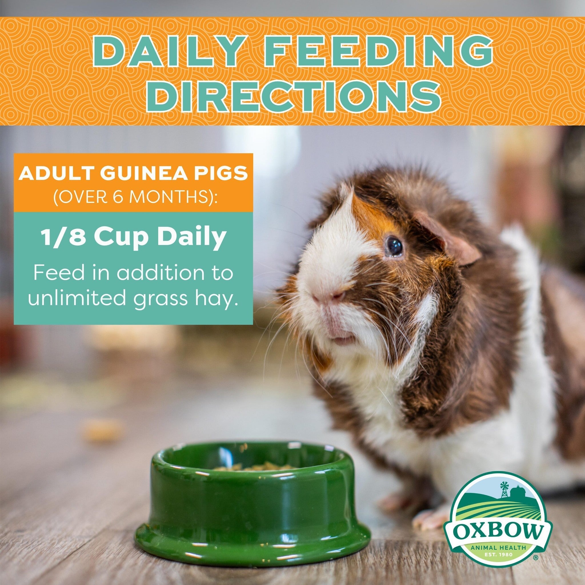 Daily feeding directions for adult guinea pigs: 1/8 cup daily in addition to unlimited grass hay