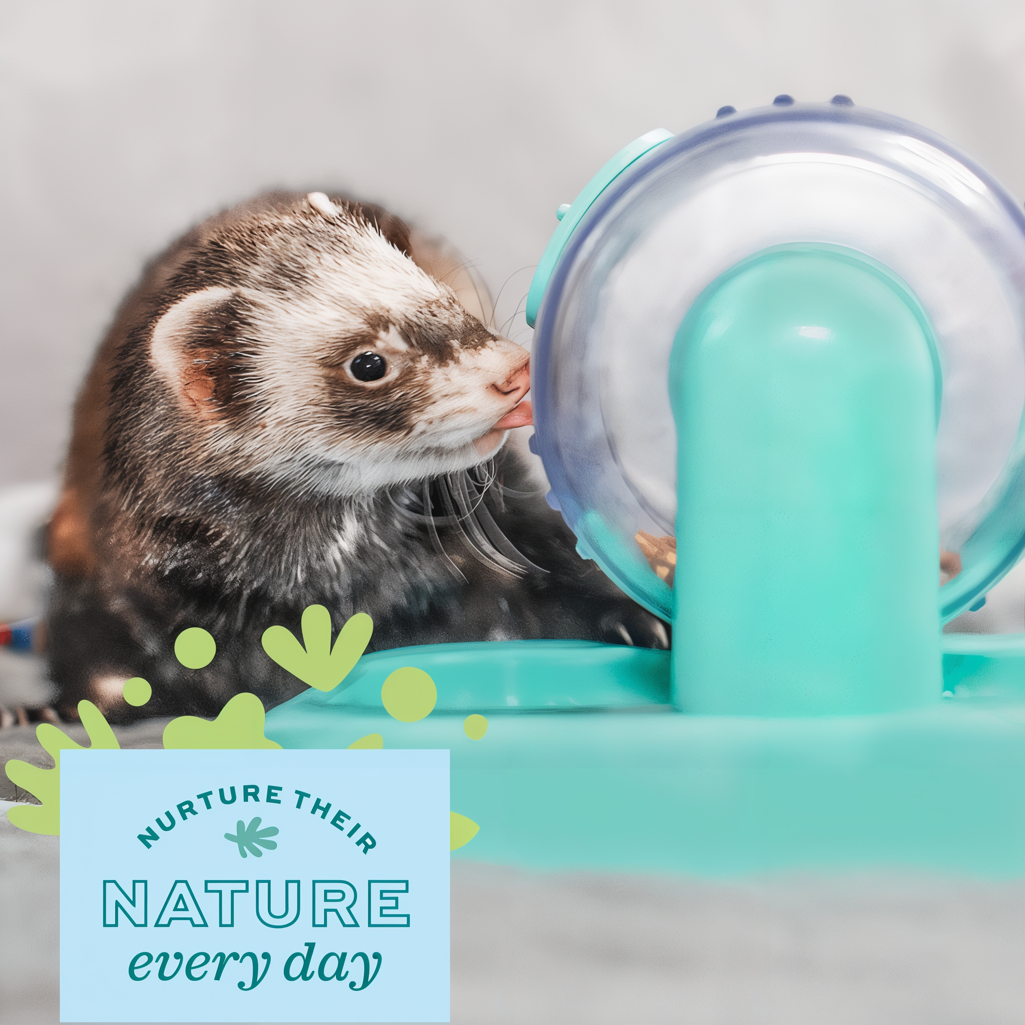 Ferret with the Rolly Teaser — nurture their nature
