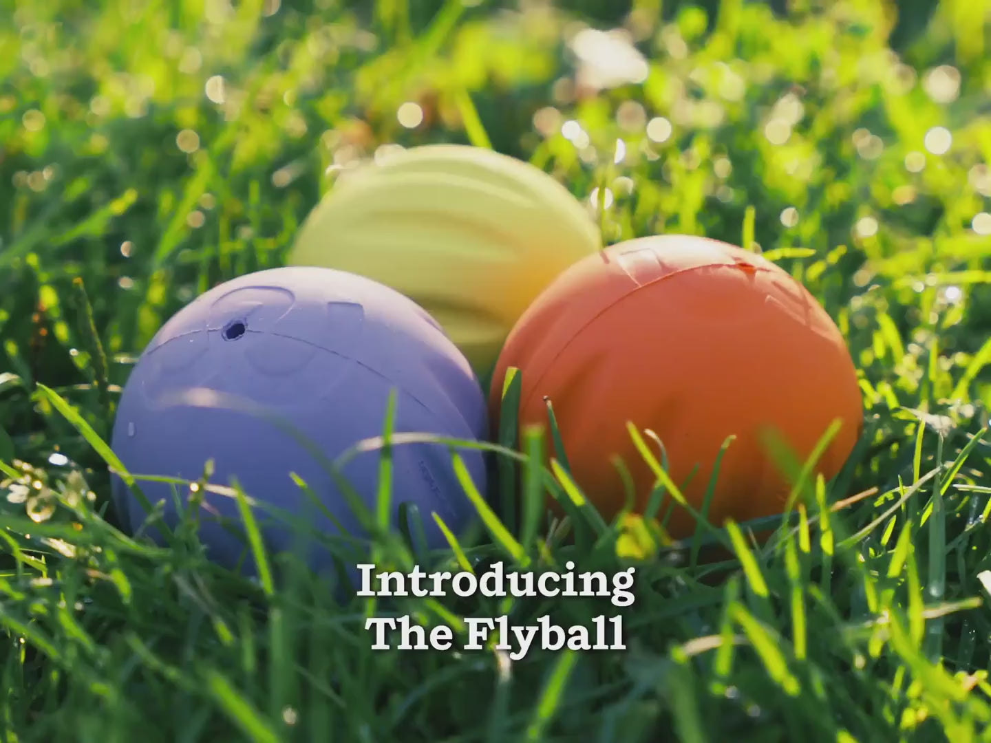 See the Woof Flyball in action