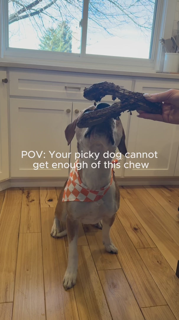 Dog enjoying a Woof HonestChew Meaty