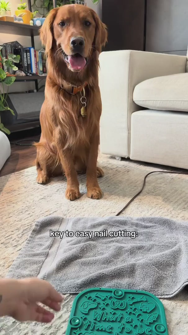 Dogs loving licktime with Woof LickWells
