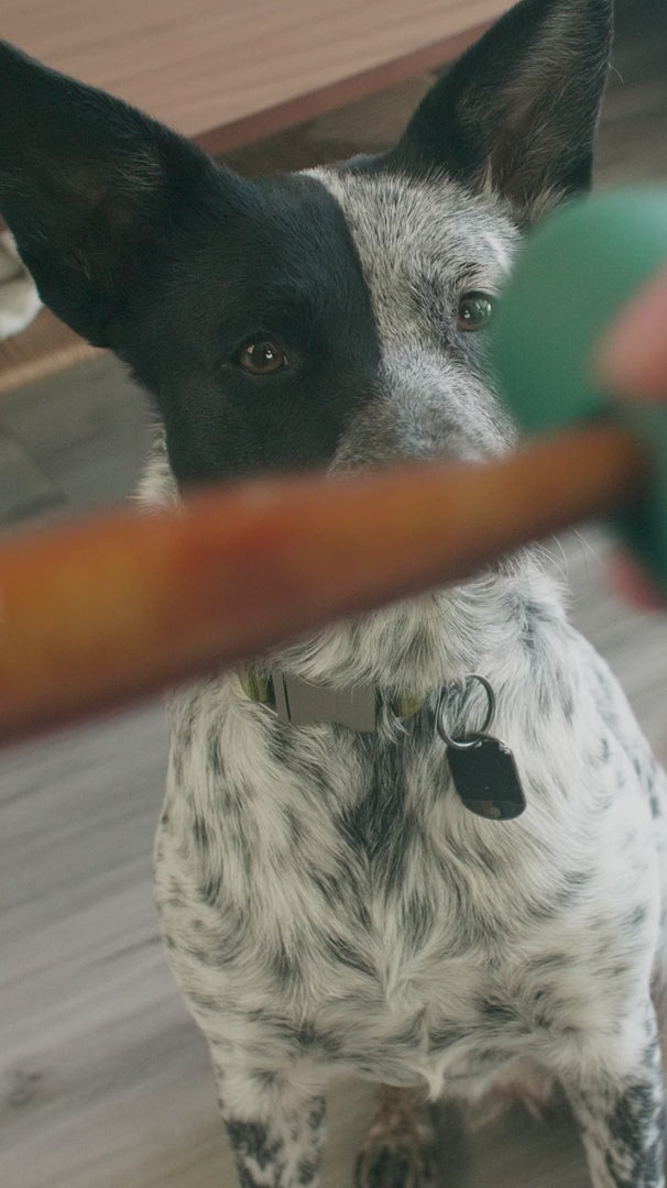 Safer chewing with the Woof BullySafe