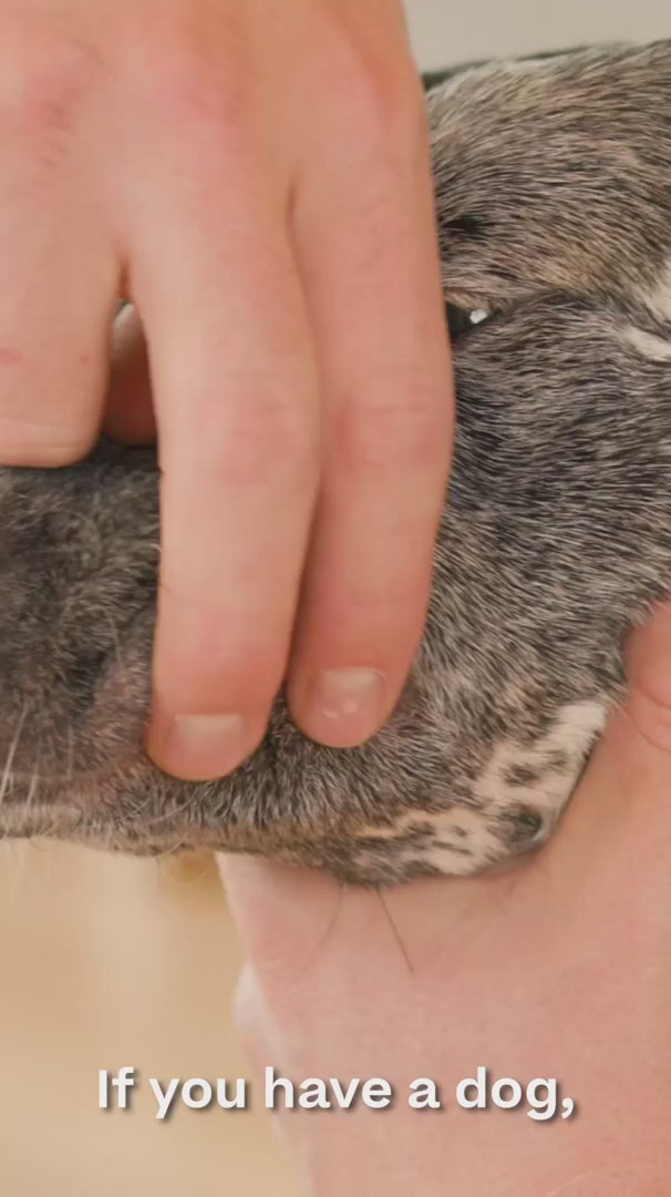 How the Woof Bite n' Brush works
