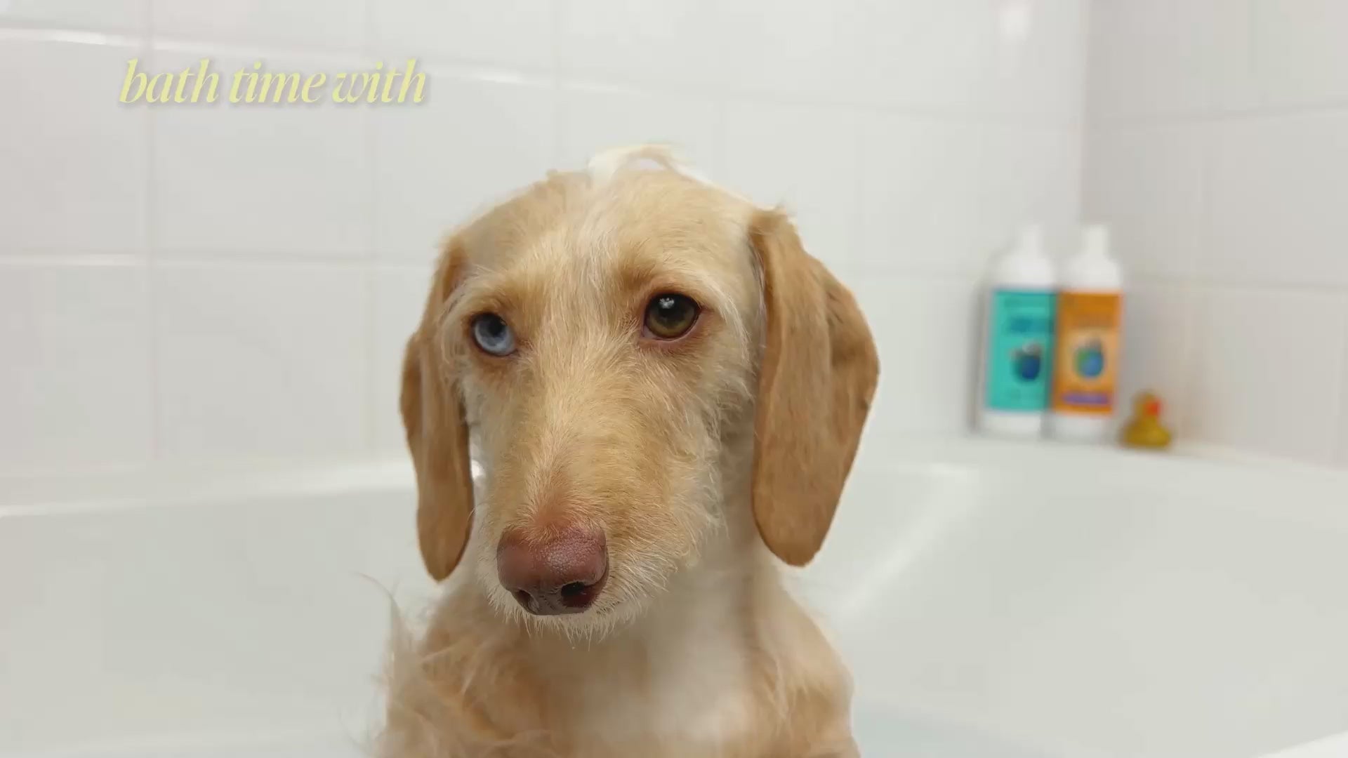 Earthbath Oatmeal & Aloe Itch Relief Conditioner - Vanilla & Almond product video