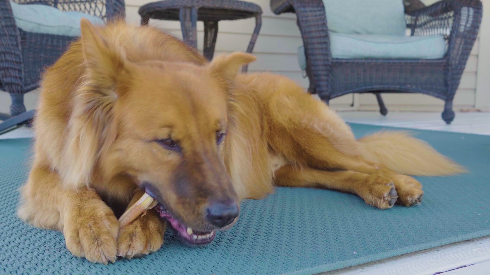 Redbarn Bully Rings -- product video