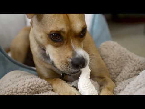 Nylabone Barbell Power Chew Durable Dog Toy Peanut Butter
