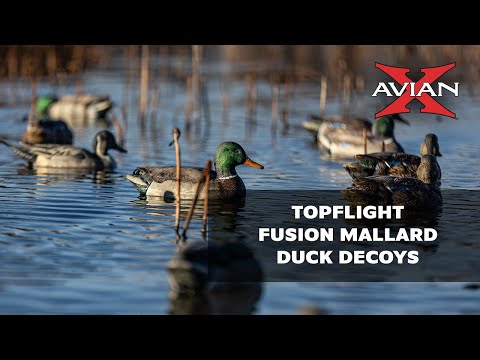 Avian-X Topflight Fusion Mallards 6-Pack -- video