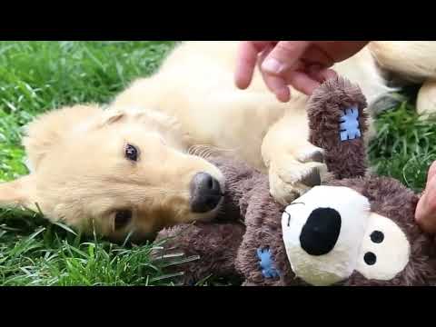 KONG Wild Knots Bear video