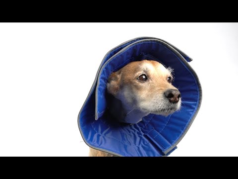 Calm Paws Caring Collar with Calming Disk for Dogs