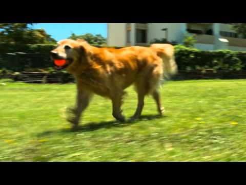 Chuckit! Tennis Balls for Dogs
