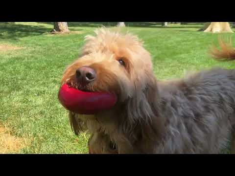 KONG Donut dog toy video
