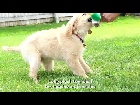 KONG Shakers Honkers video