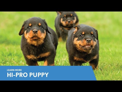 Next Level Hi-Pro Puppy product video