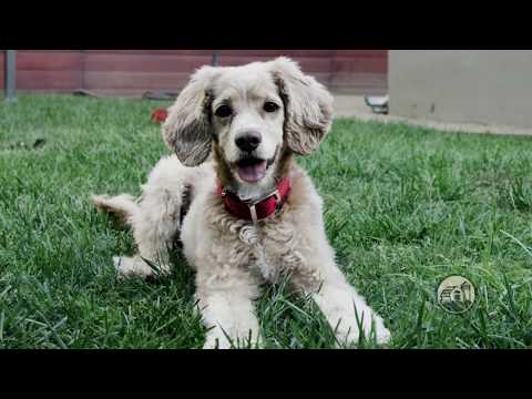 Redbarn Bully Slices Original Bully Flavor product video