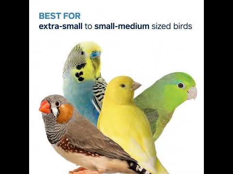 Prevue Playfuls Birds of Paradise Swing product video