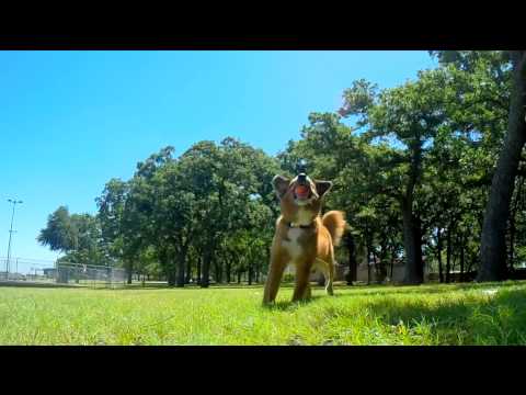 Chuckit! Ultra Ball Dog Toy