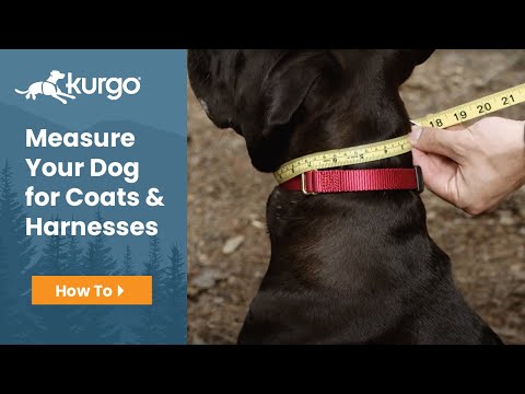 How to measure your dog for Kurgo coats and harnesses