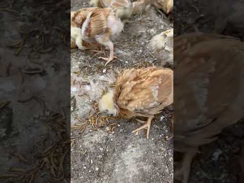 Hungrybird Dried Mealworms Wild Bird & Poultry Treats -- baby chicks eating mealworms video