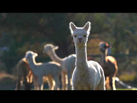 Mazuri Alpaca & Llama Maintenance Diet video