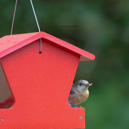 Birds Choice Small Hopper Feeder in Red Recycled Plastic