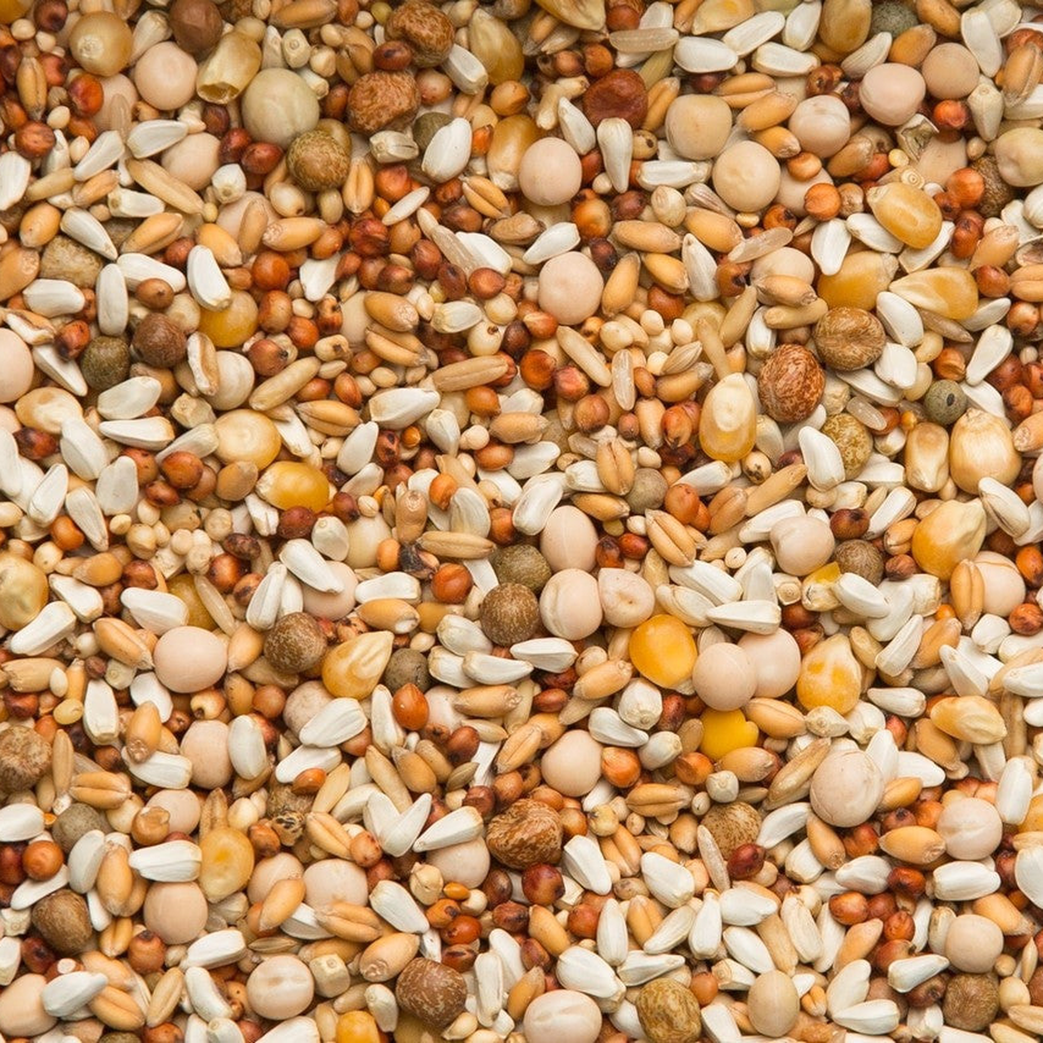 Close-up of the European Supreme grain mix with peas, popcorn, safflower, millet, and canary seed