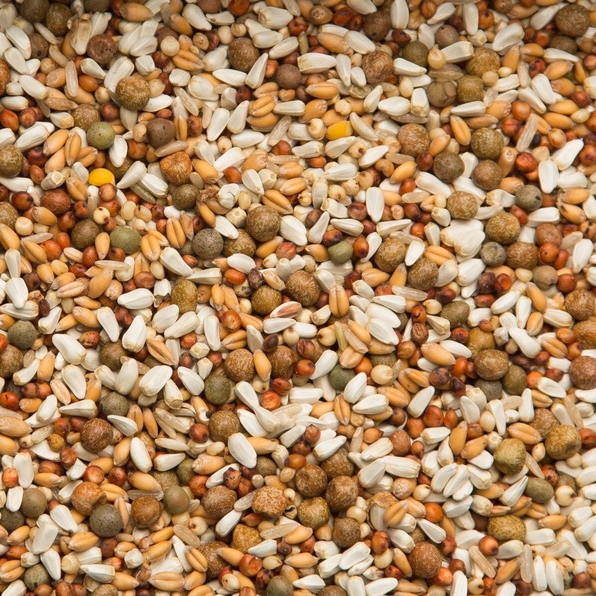Close-up of Vinny's Mix corn-free grains with maple peas, safflower, milo, wheat, and rice