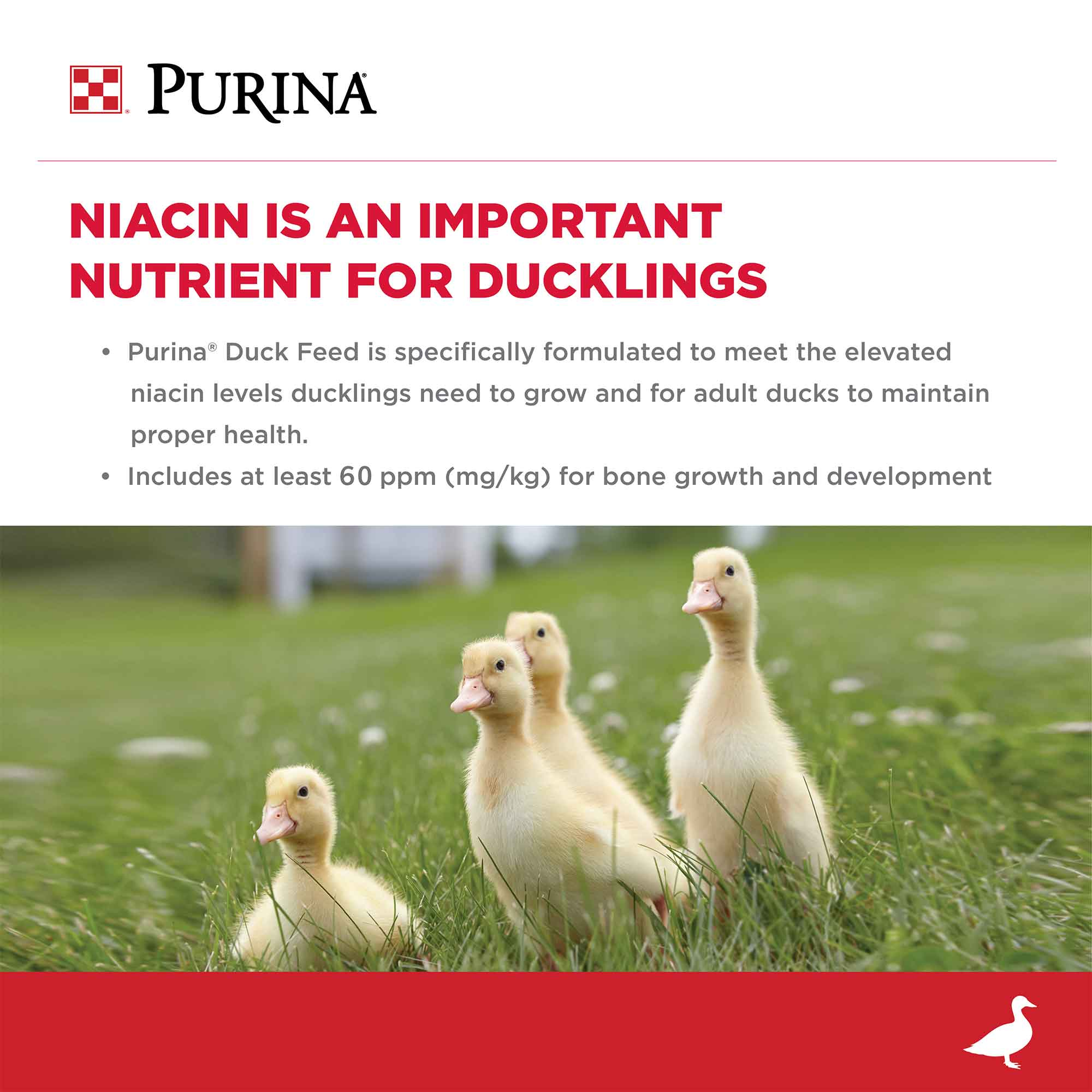 Ducklings in grass with a Purina claim panel explaining why niacin matters for ducklings
