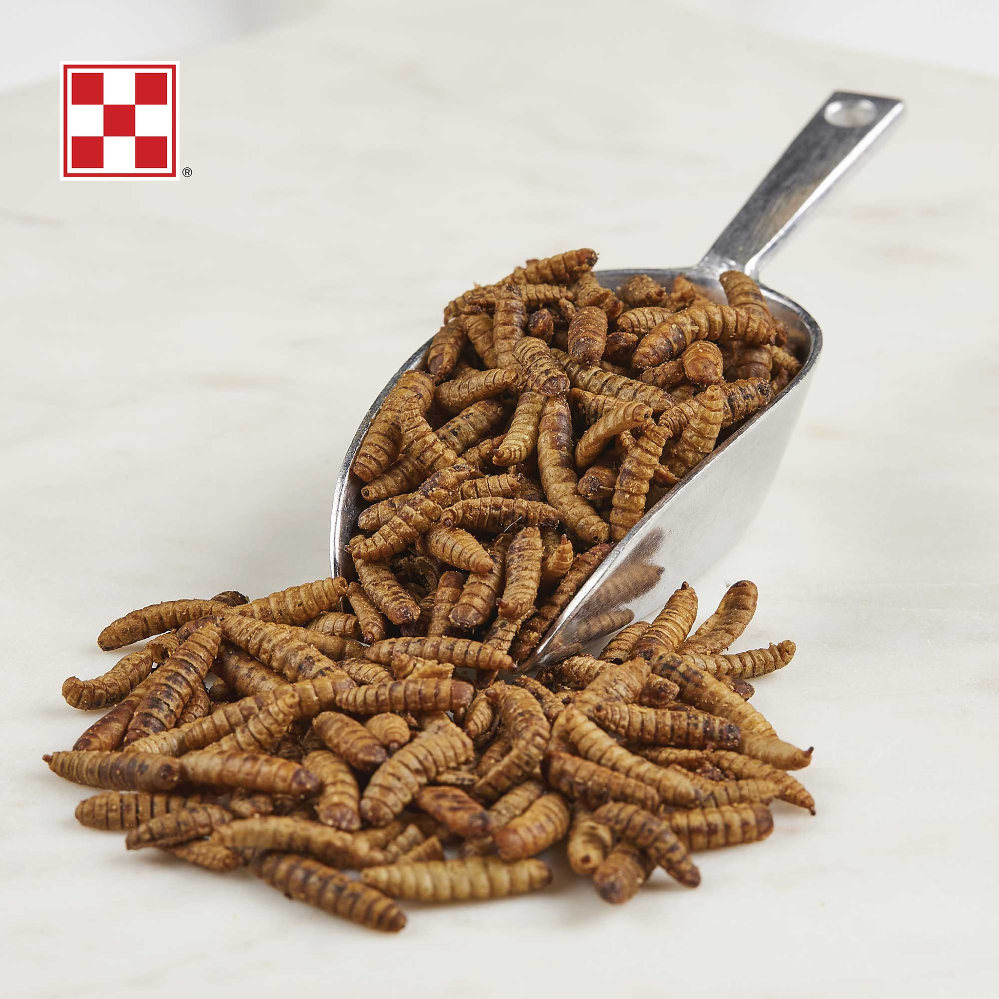Scoop of dried black soldier fly larvae hen treats