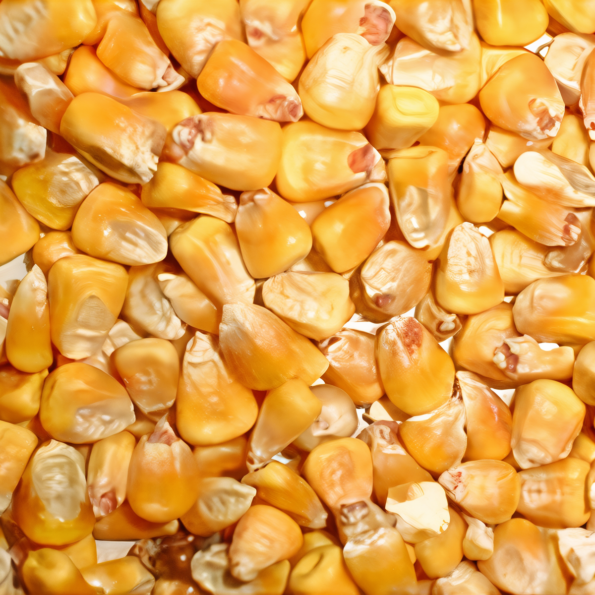 Close-up of loose whole yellow corn kernels from Purina Grainland Select Whole Corn