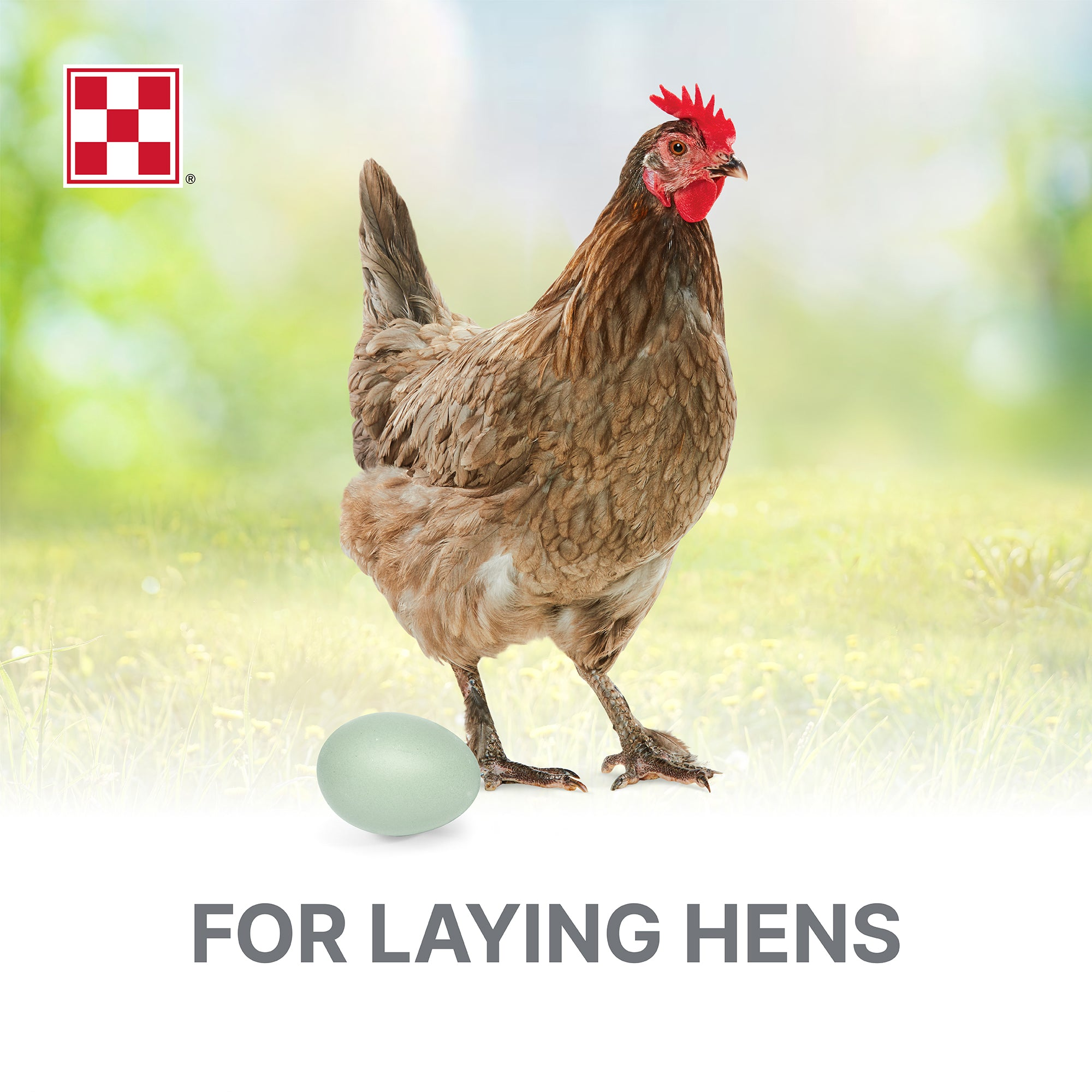 Brown laying hen standing beside a pale green egg with the Purina checkerboard logo
