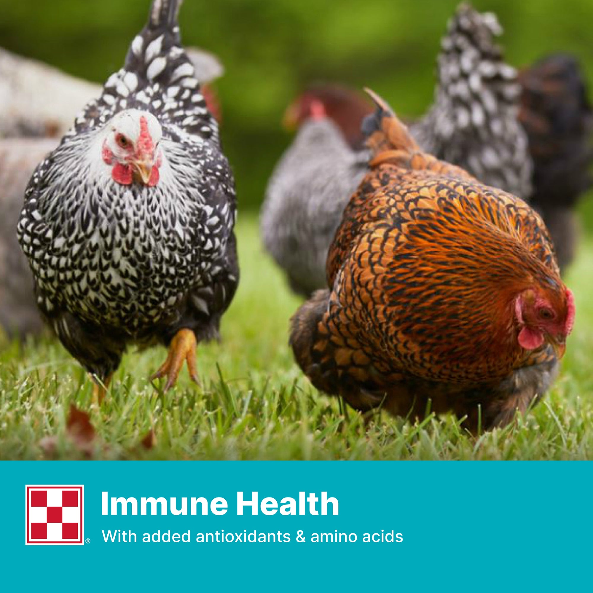 Backyard hens foraging in green grass with an immune health benefit banner