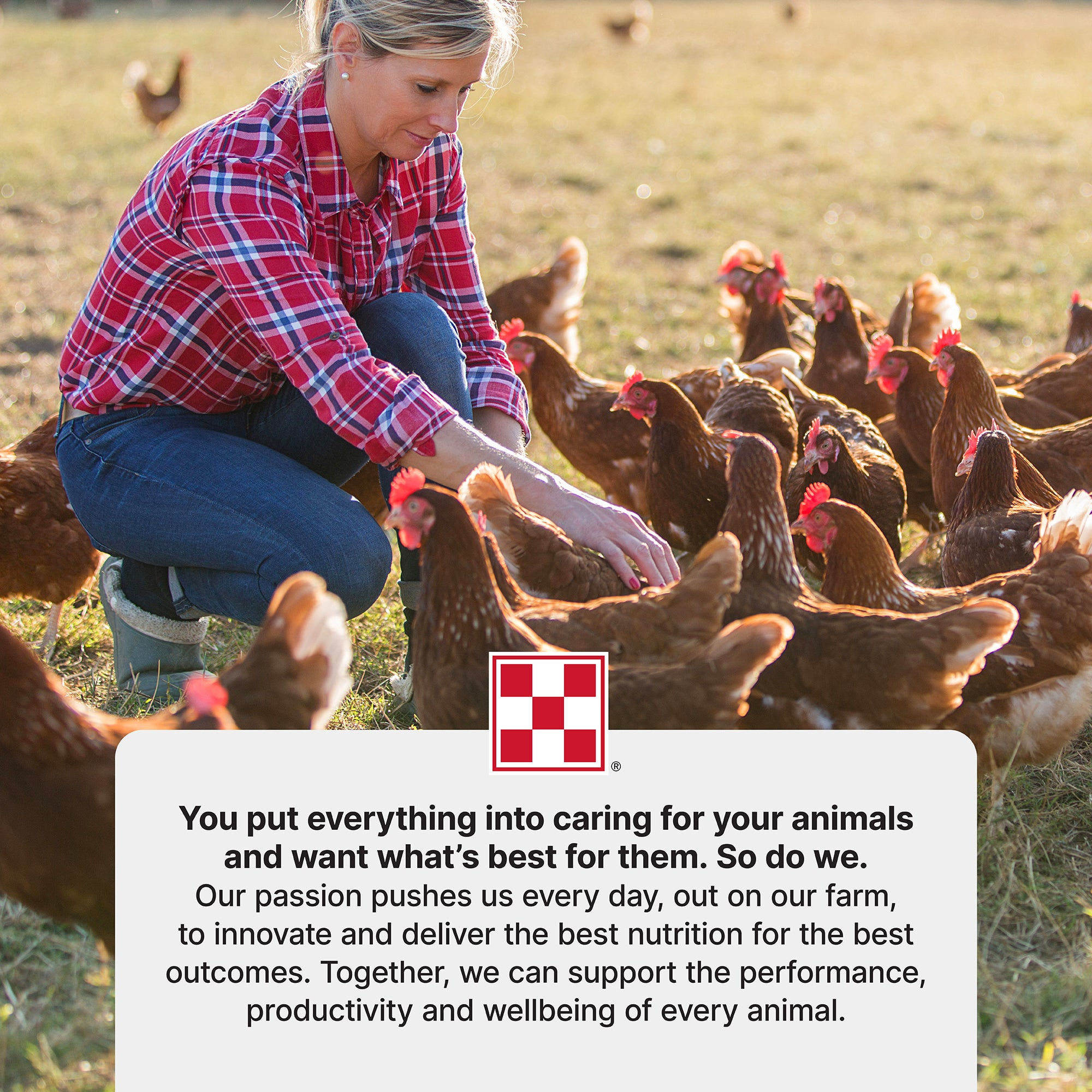 Flock owner feeding free-range hens with the Purina brand nutrition promise statement
