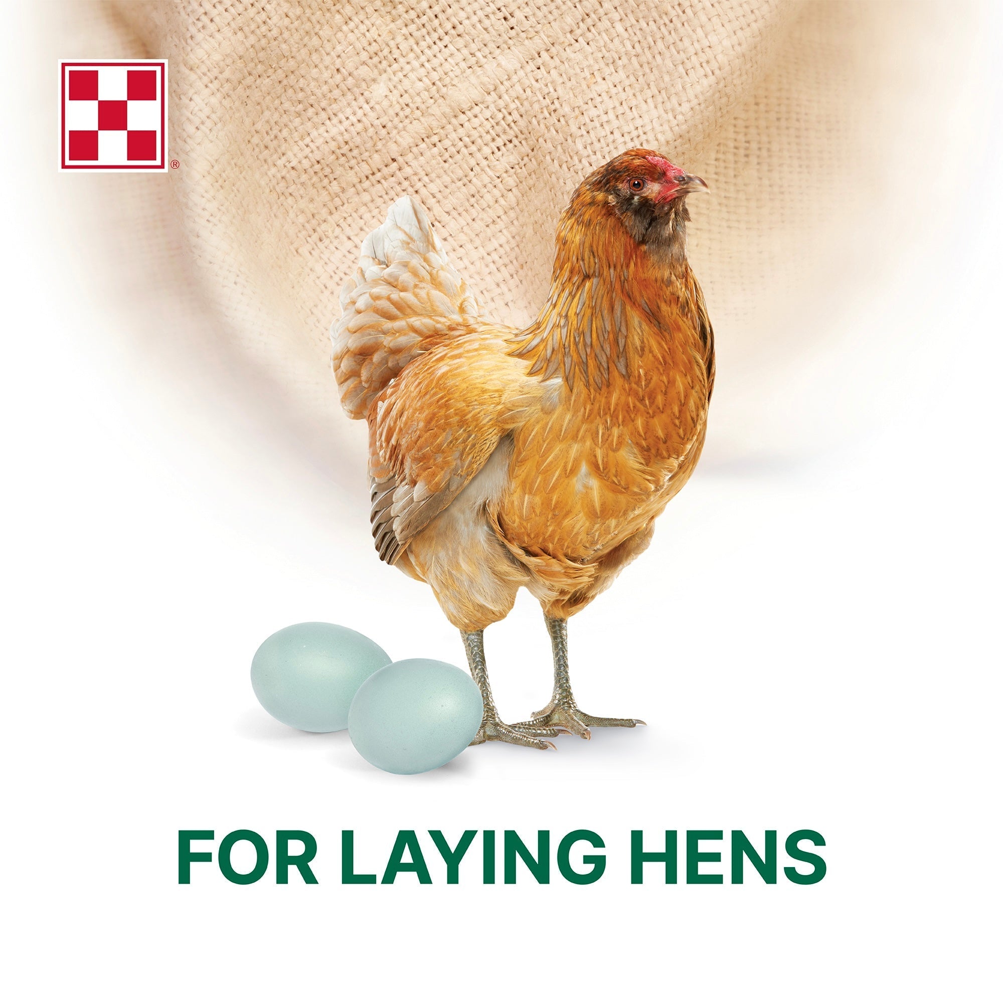 Buff hen standing beside pale blue eggs above the words For Laying Hens