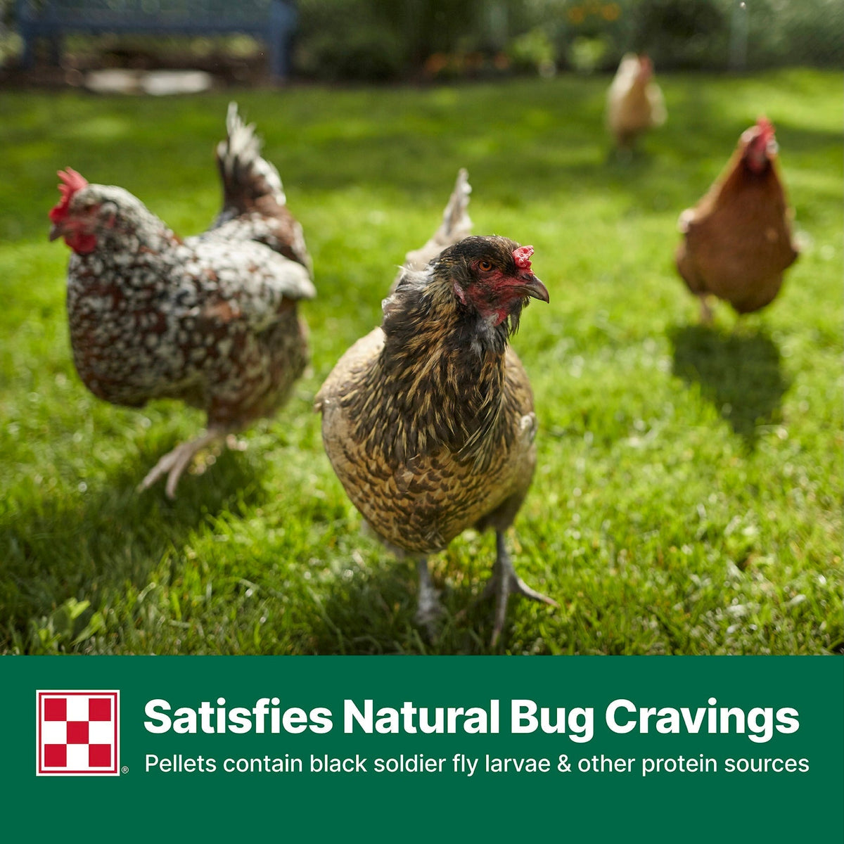 Hens foraging on grass beside a banner reading Satisfies Natural Bug Cravings with black soldier fly larvae