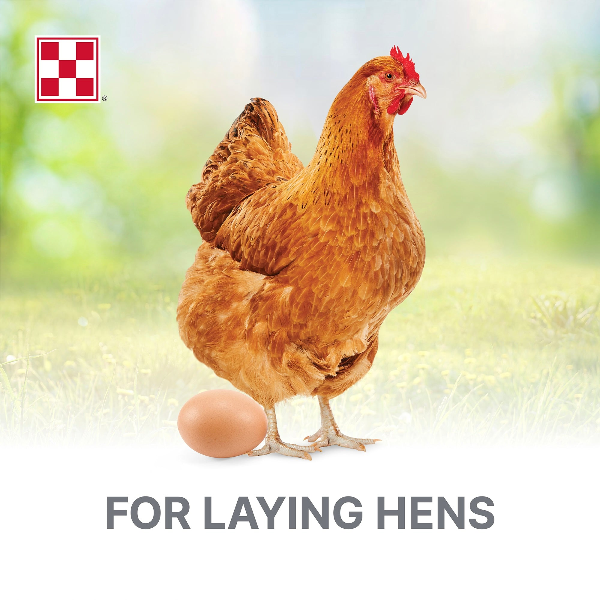 Brown laying hen standing beside a brown egg with the Purina checkerboard logo