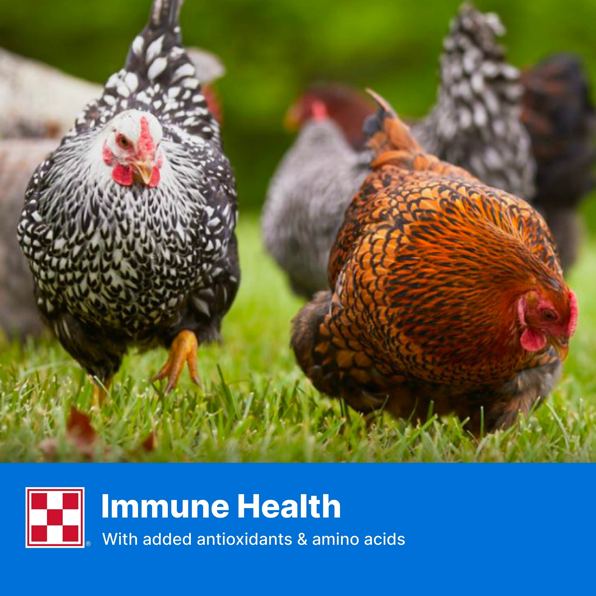 Backyard hens foraging in green grass with an immune health benefit banner