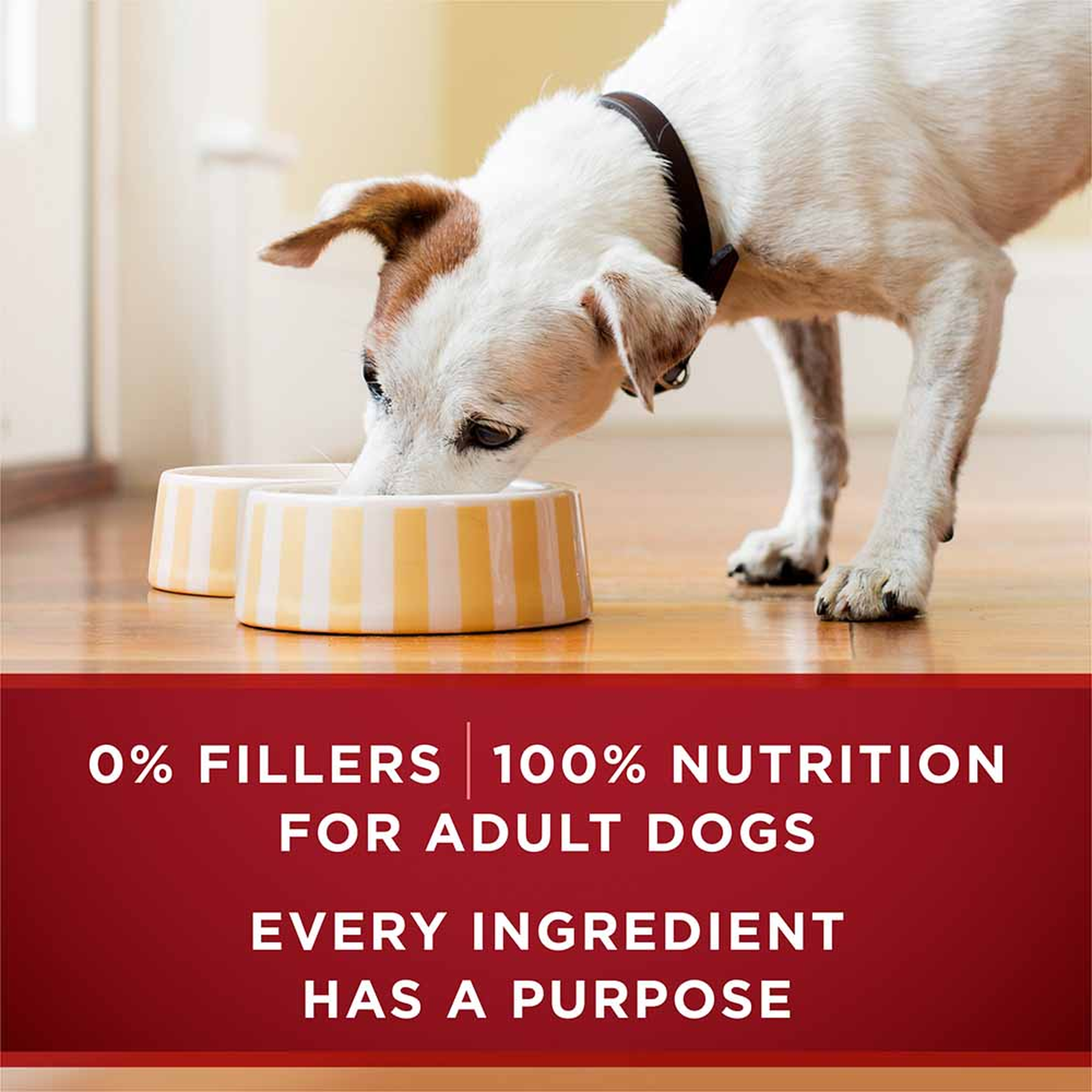 0 percent fillers and 100 percent nutrition for adult dogs, every ingredient has a purpose