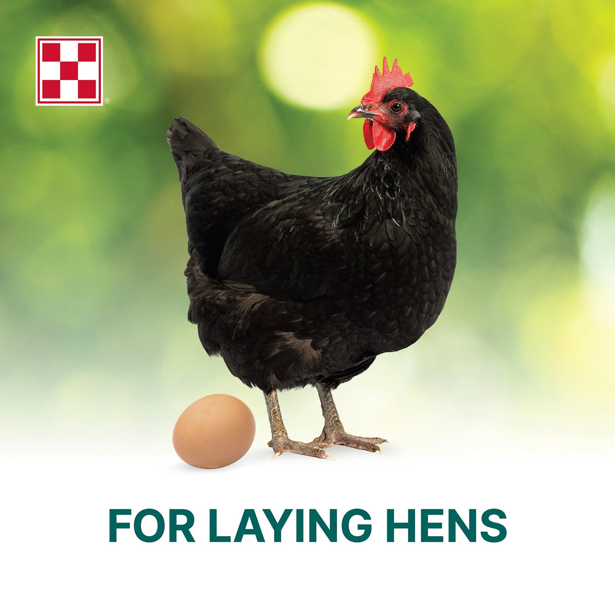 Purina Organic Layer Crumbles for laying hens with fresh brown eggs