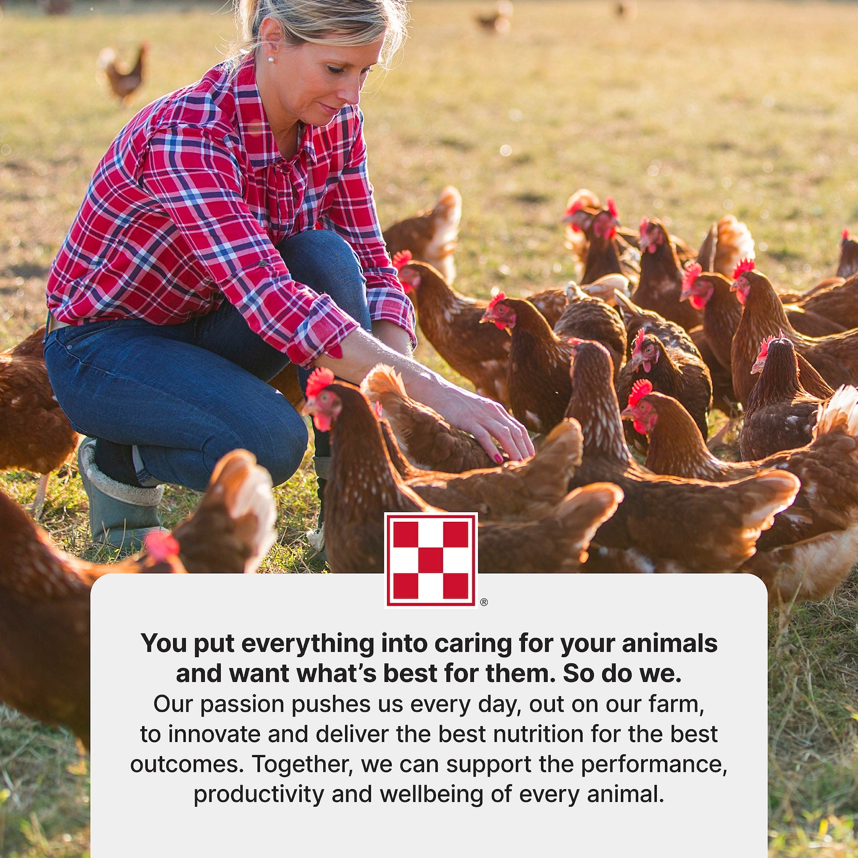 Flock owner tending free-range hens in a pasture with the Purina animal nutrition promise