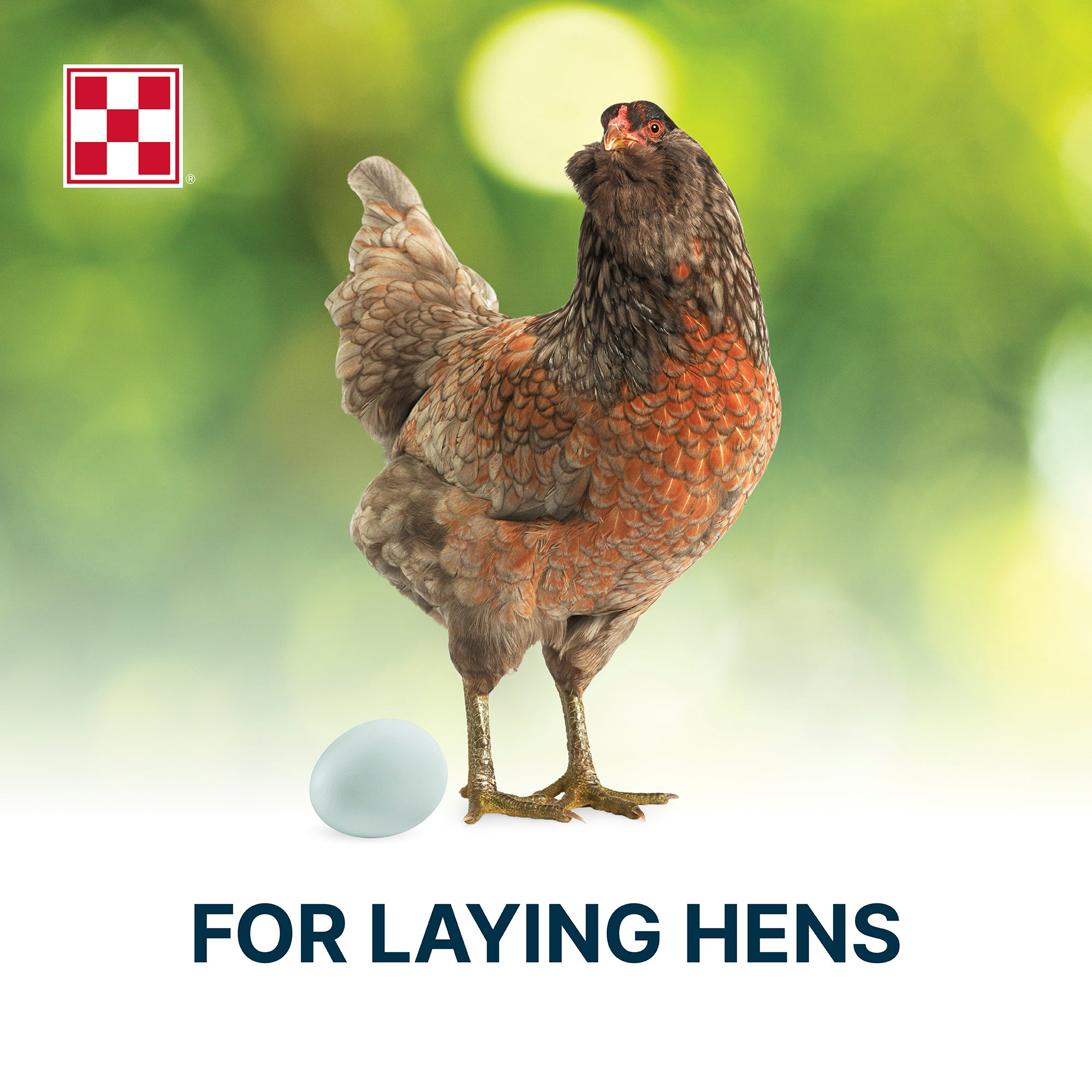 Brown laying hen standing beside a blue egg on a green background, for laying hens