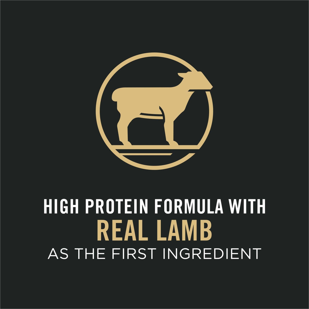 High protein formula with real lamb as the first ingredient