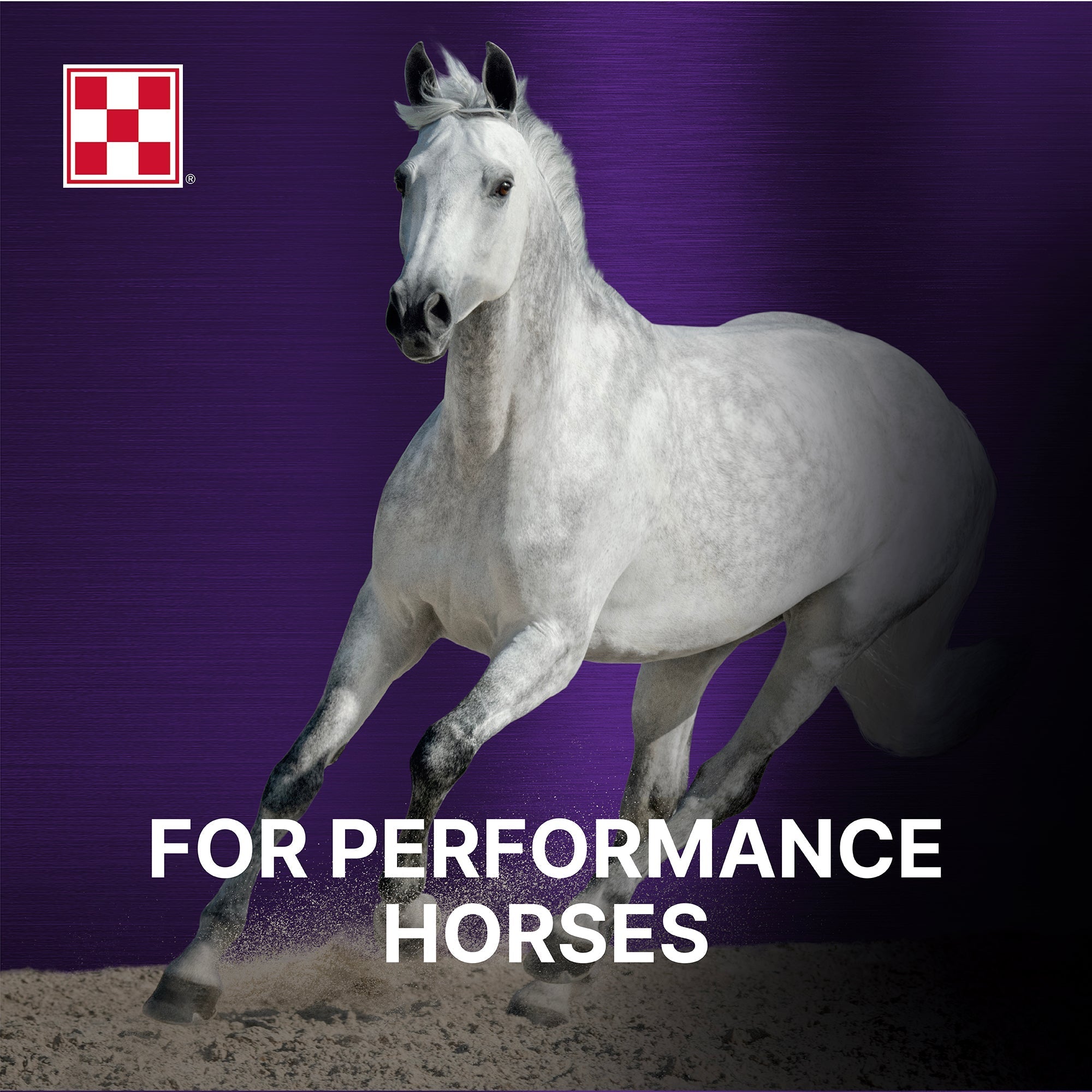 Grey horse at speed, Purina Ultium Gastric Care for performance horses