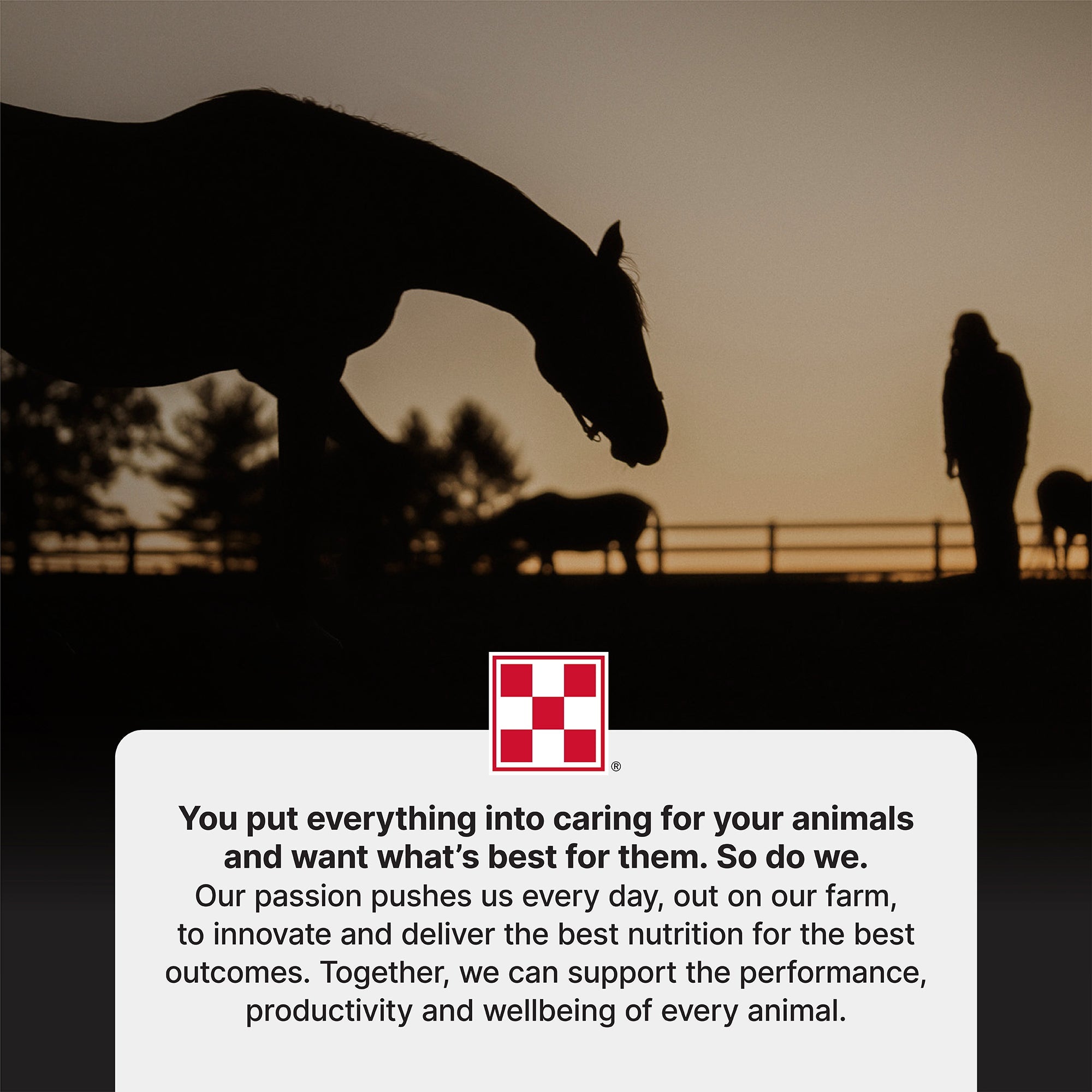 Purina commitment to animal nutrition, horse and caretaker at sunset