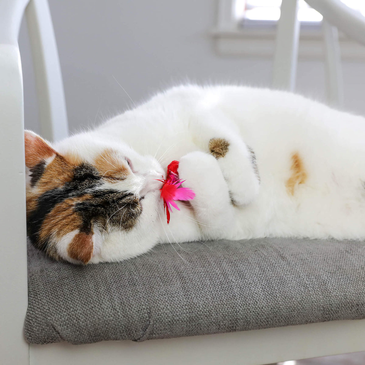 Calico cat curled on a grey chair cushion nuzzling the Brunch Bunch bacon feather toy