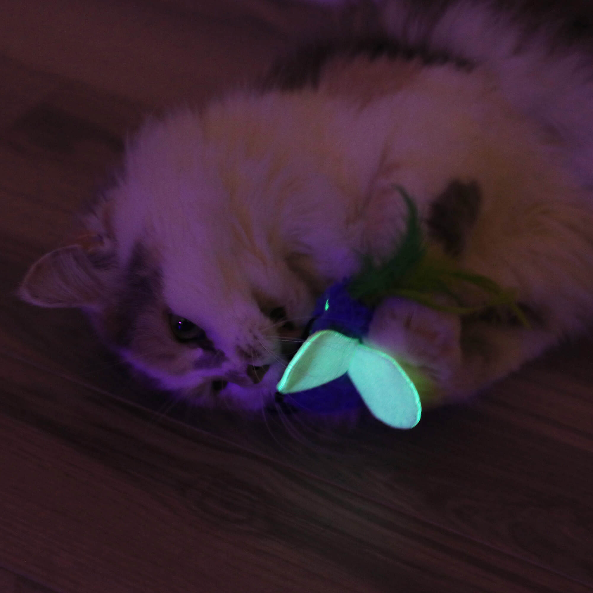 Fluffy cat in a dark room biting the blue Glow Bug with glowing green wings