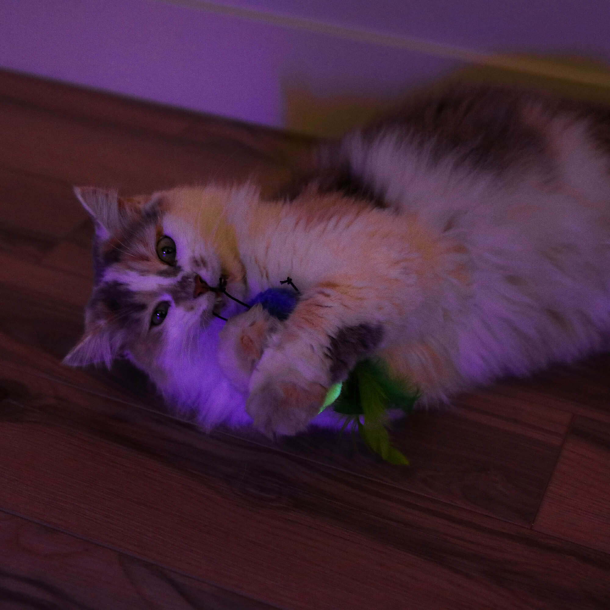 Fluffy calico cat holding the blue Glow Bug toy in a dimly lit room