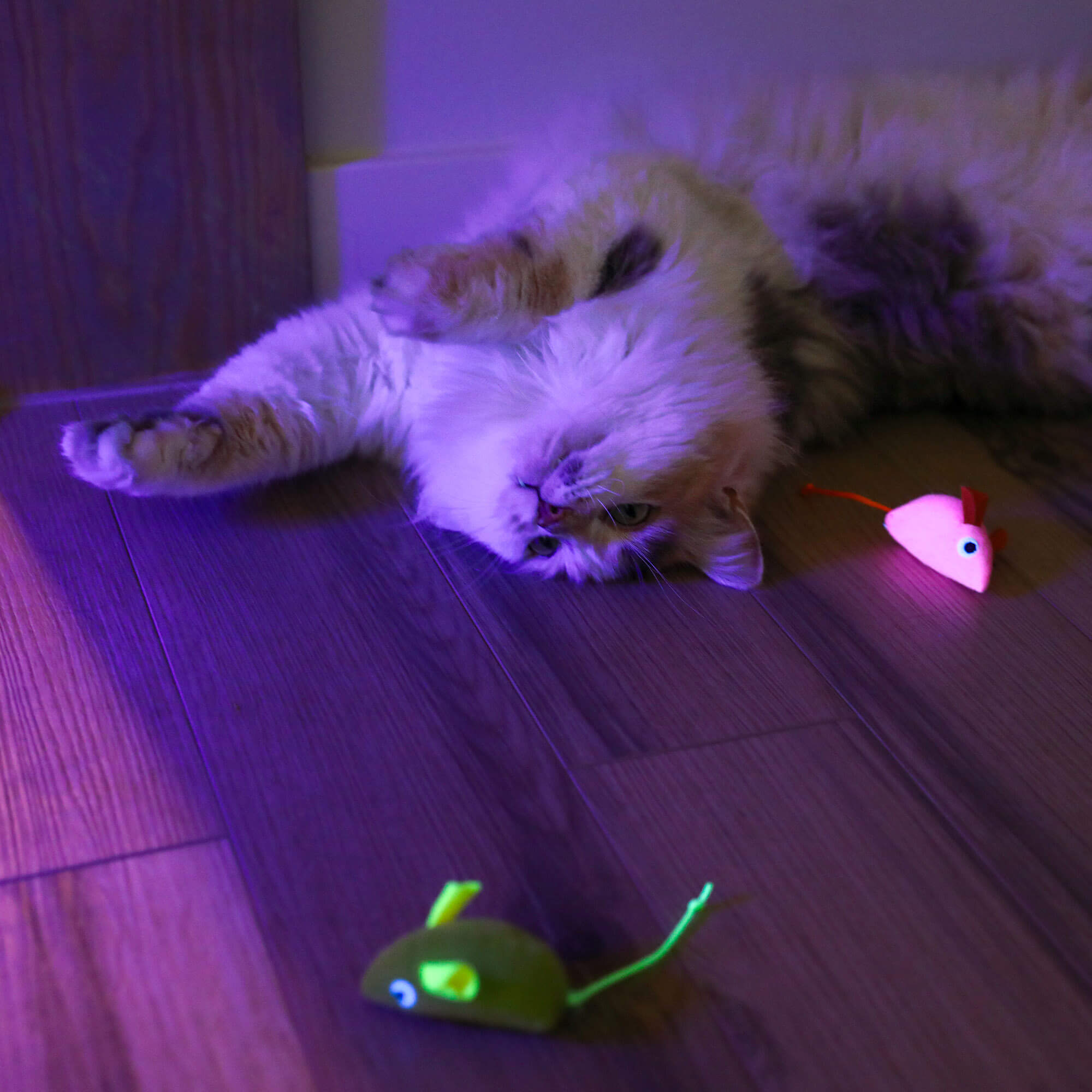 Fluffy cat on a wood floor with glowing pink and green Quirky Kitty Glow Mice at night