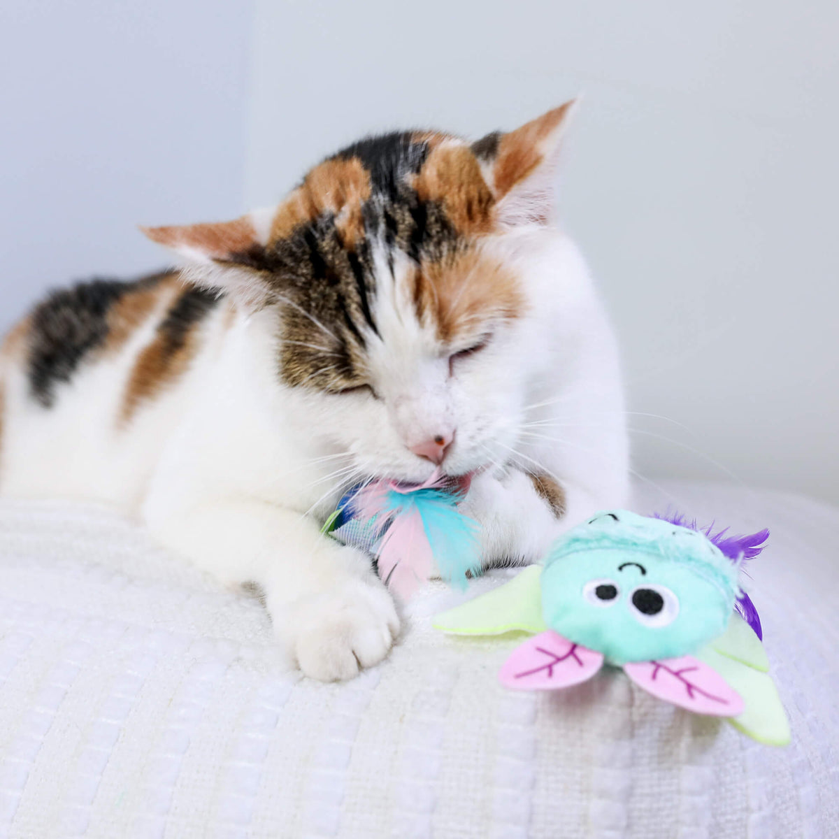 Calico cat chewing the feather tuft of the Luna Bugs beetle toy beside the moth