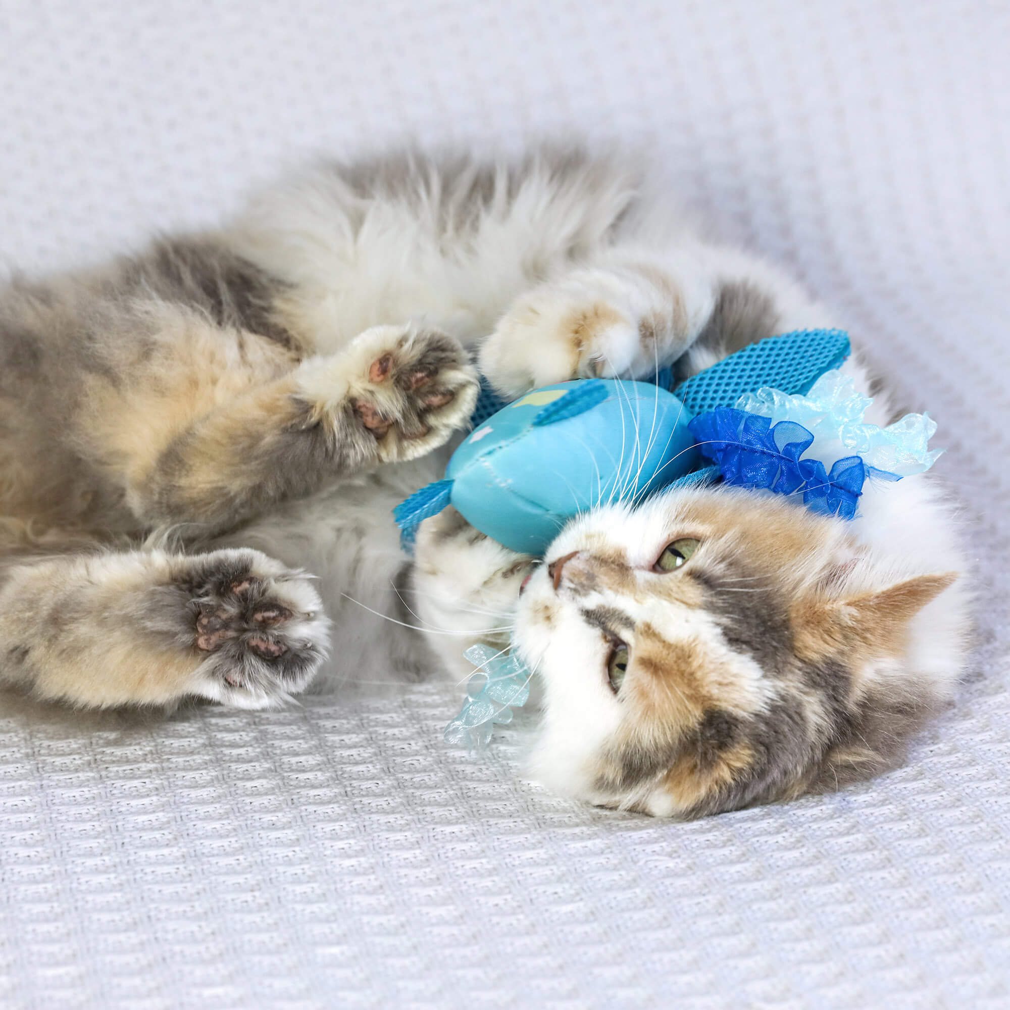Calico cat on its back hugging the Octopurr Kicker with all four paws