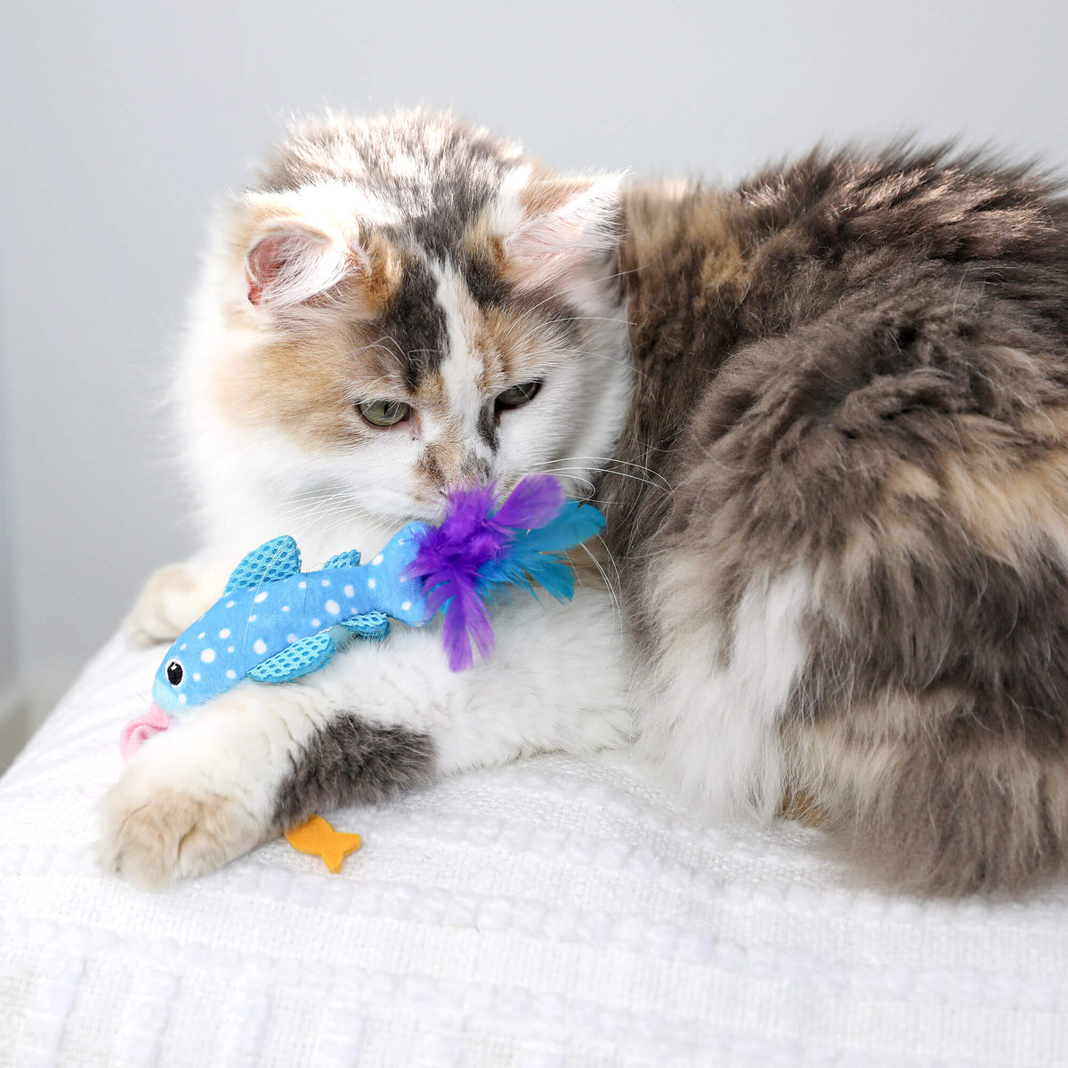 Long-haired calico cat sniffing the purple feather tail of the Quirky Kitty Whale Shark Chomper